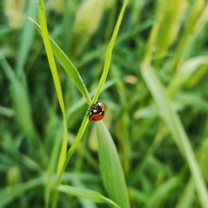 rafay-ansari-oHEM4s82CKk-unsplash